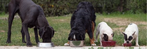 8 Best Dog Bowls in Australia 2023: Dish Out the Love