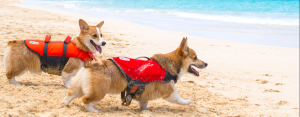 8 Best Dog Life Jackets in Australia 2023: Bright Colors & Adjustable Straps