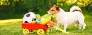 8 Best Dog Toys in Australia 2023: Soft & Plush Indoor Toys